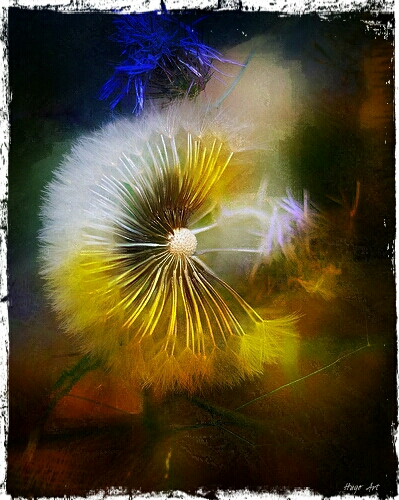 Hugo Art Photography. Les fleurs. Free and Happy,because I create.....