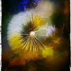 Hugo Art Photography. Les fleurs. Free and Happy,because I create.....