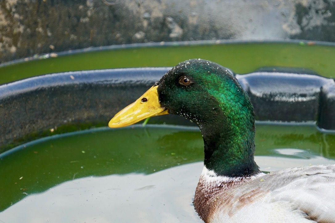 Hugo beim Baden...