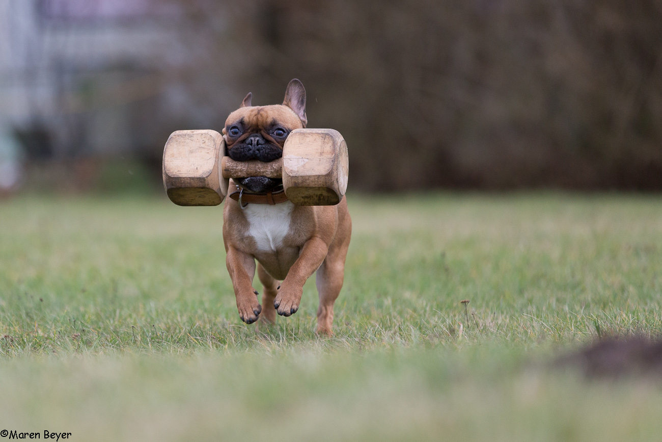 Hugo beim Bringholztraining