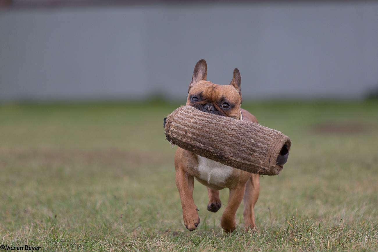 Hugo beim Schutzdiensttraining