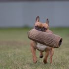 Hugo beim Schutzdiensttraining