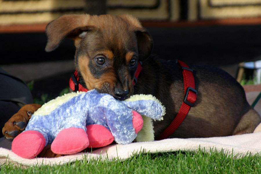 Hugo beim Spielen