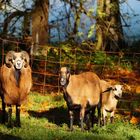 Hugo, Daisy und Macy