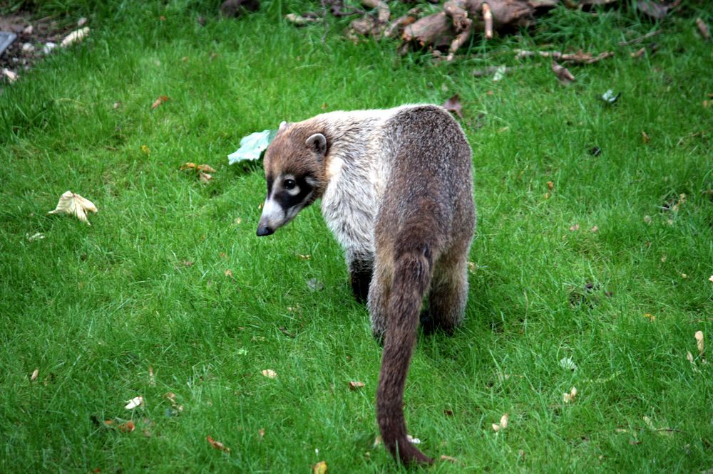 HUGO, der Ausbrecher-Nasenbär 