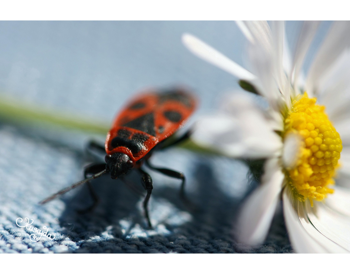 Hugo entdeckt ein Gänseblümchen auf meiner Jeans!