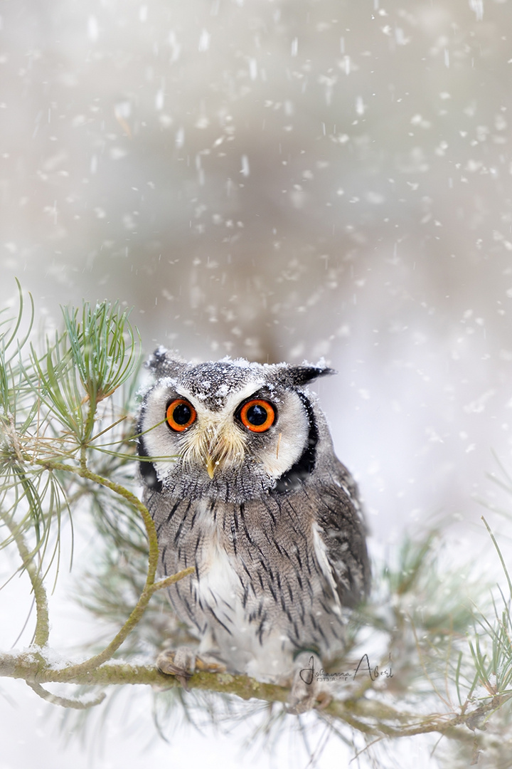 Hugo im Wintermärchenland