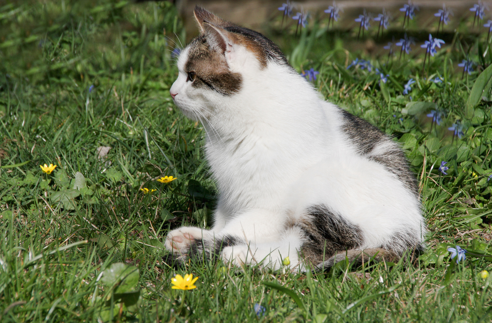 Hugo in der Frühlingswiese