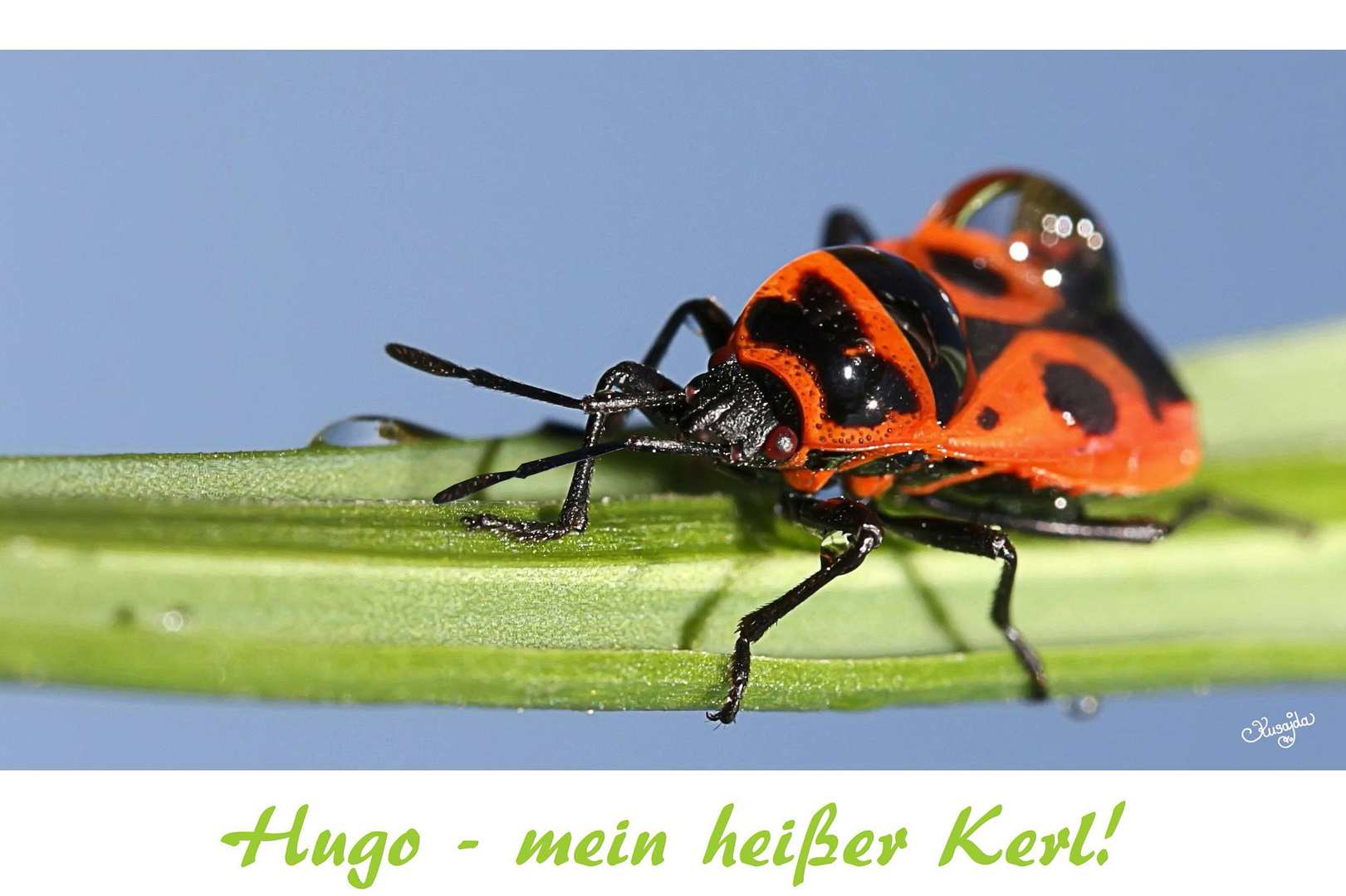 Hugo - mein heißer Kerl!