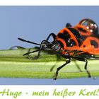 Hugo - mein heißer Kerl!