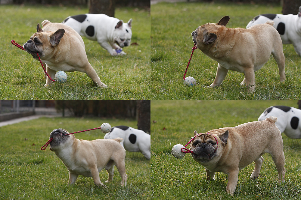 Hugo und der Klingelball