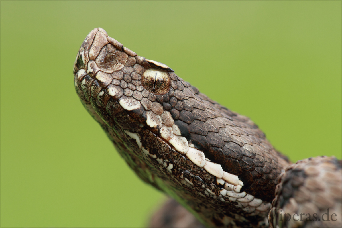 Hugyi-Viper