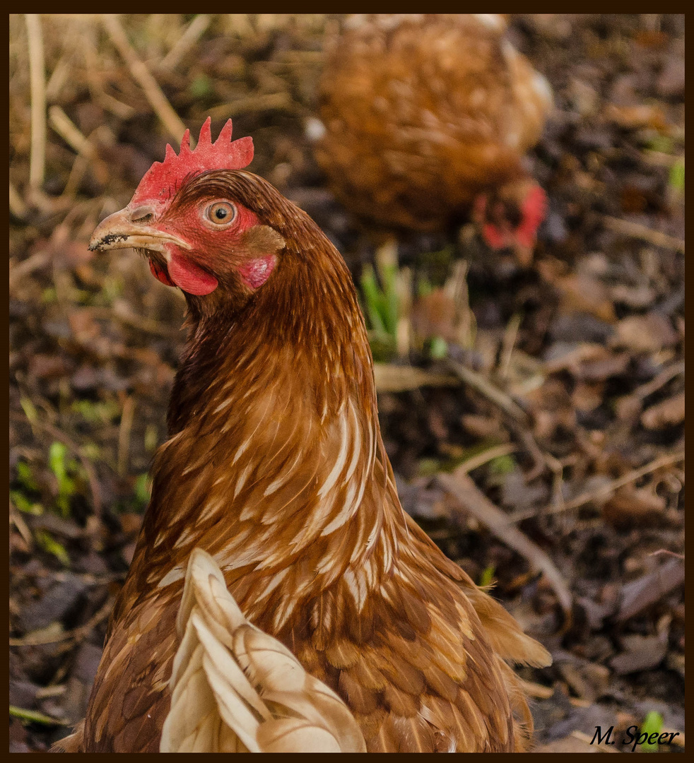 Huhn am Wegesrand