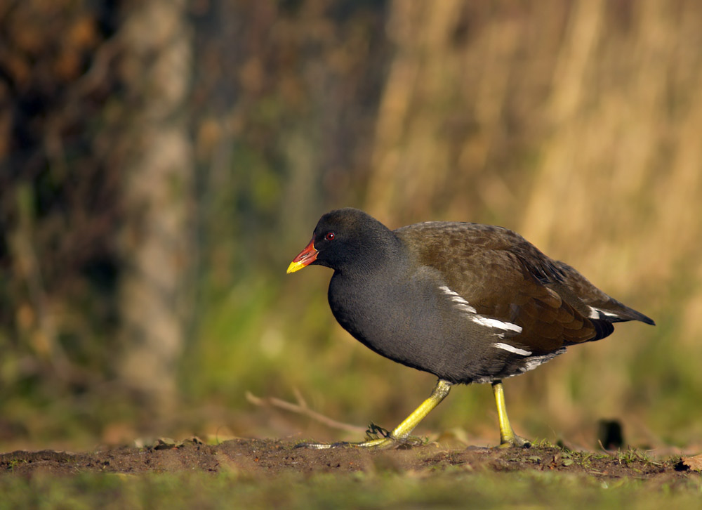 Huhn auf dem Weg zum Teich = Teichhuhn