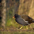 Huhn auf dem Weg zum Teich = Teichhuhn