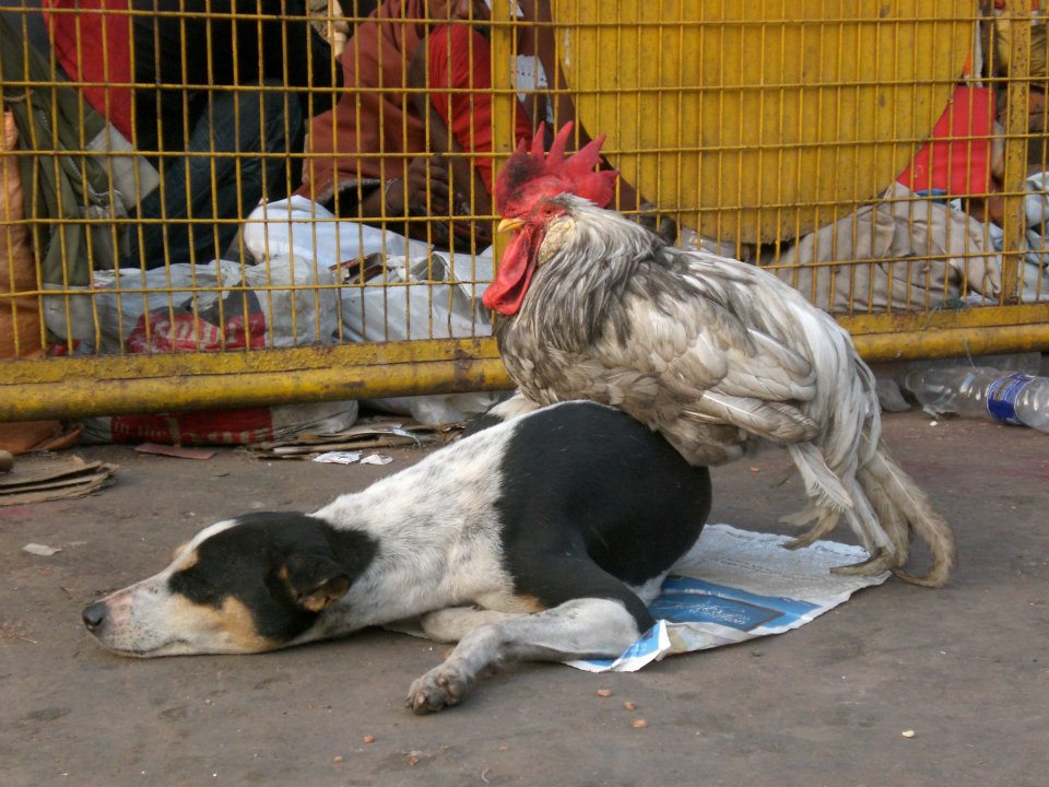 Huhn auf Hund