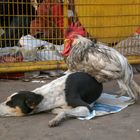 Huhn auf Hund