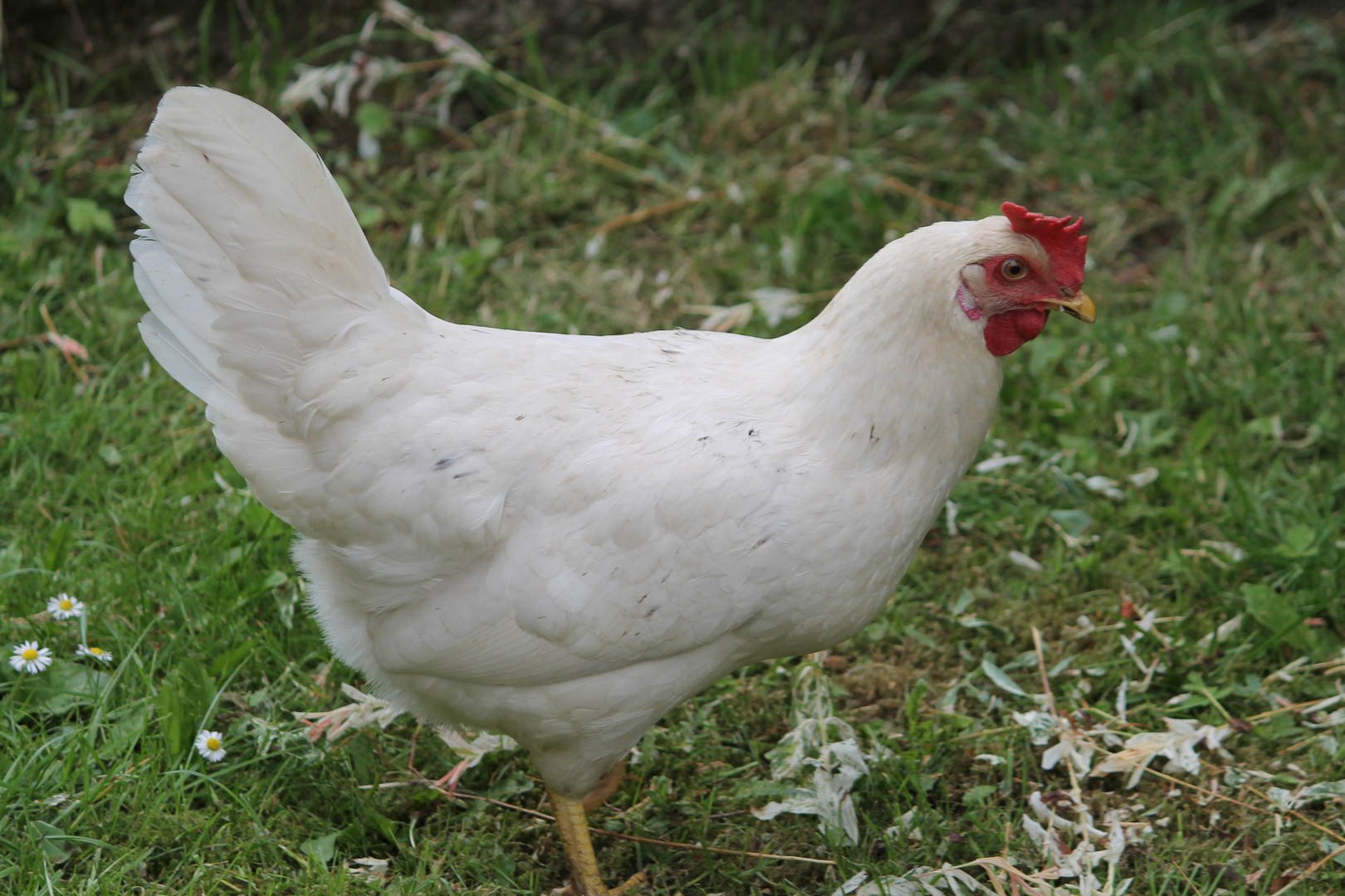 huhn aus nachbarsgarten hat sich verlaufen