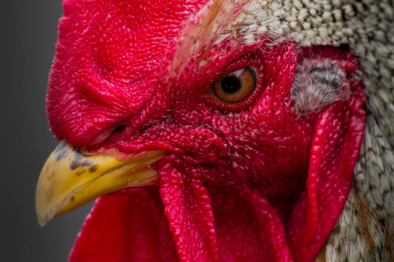 Huhn / Detail