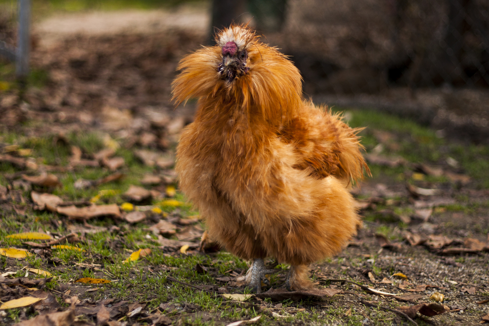 Huhn Emma regt sich auf.