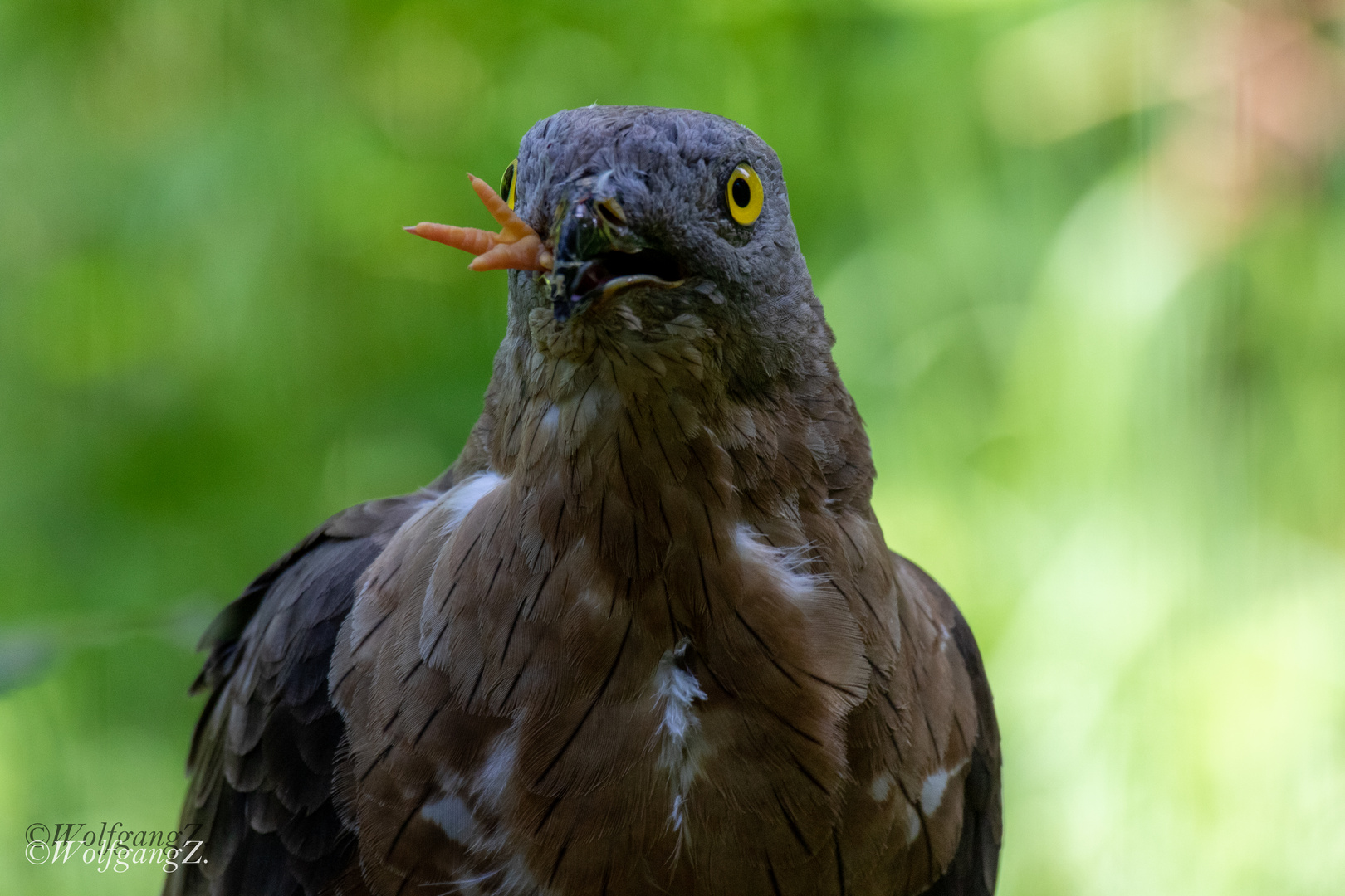 Huhn… hab ich nicht gesehen