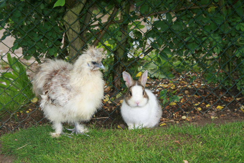 huhn & hase freuen sich schon auf ostern