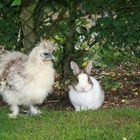 huhn & hase freuen sich schon auf ostern