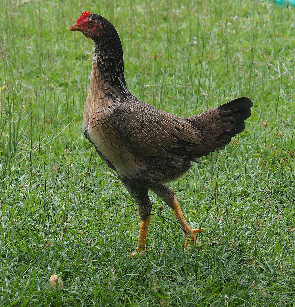 Huhn im Garten