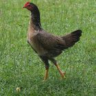 Huhn im Garten