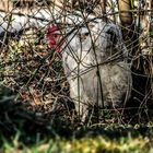 Huhn im Gestrüpp