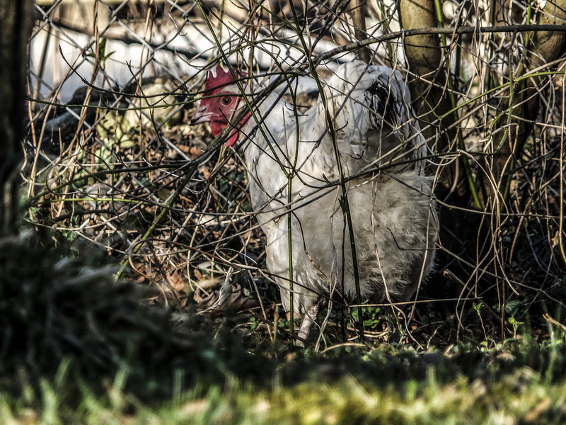 Huhn im Gestrüpp