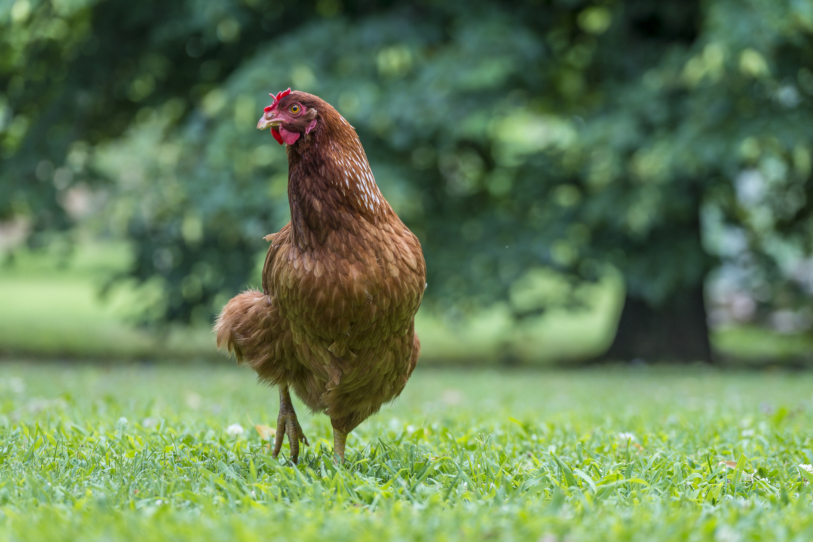 Huhn im Grünen