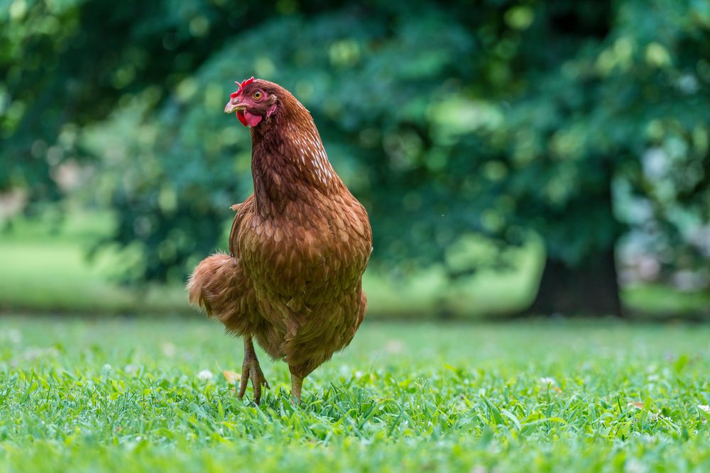 Huhn im Grünen