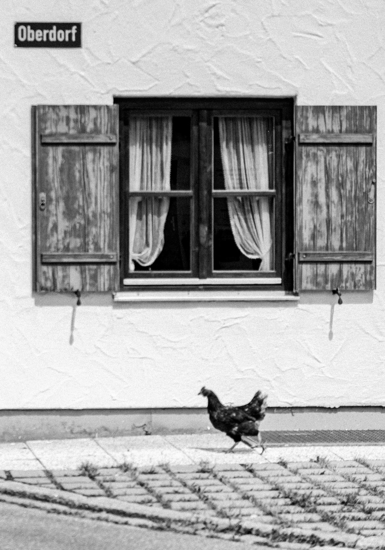 Huhn im Oberdorf