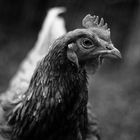 huhn im portrait