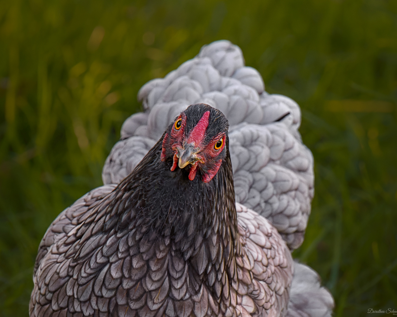 Huhn im Portrait Foto & Bild tiere, tierdetails, fotos Bilder auf