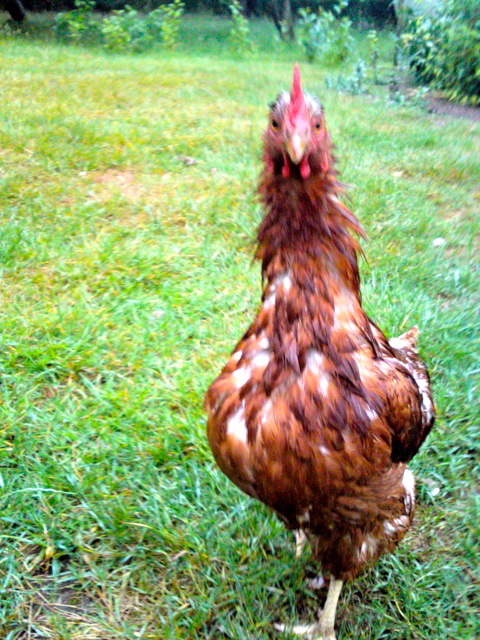 Huhn im Regen Lotti