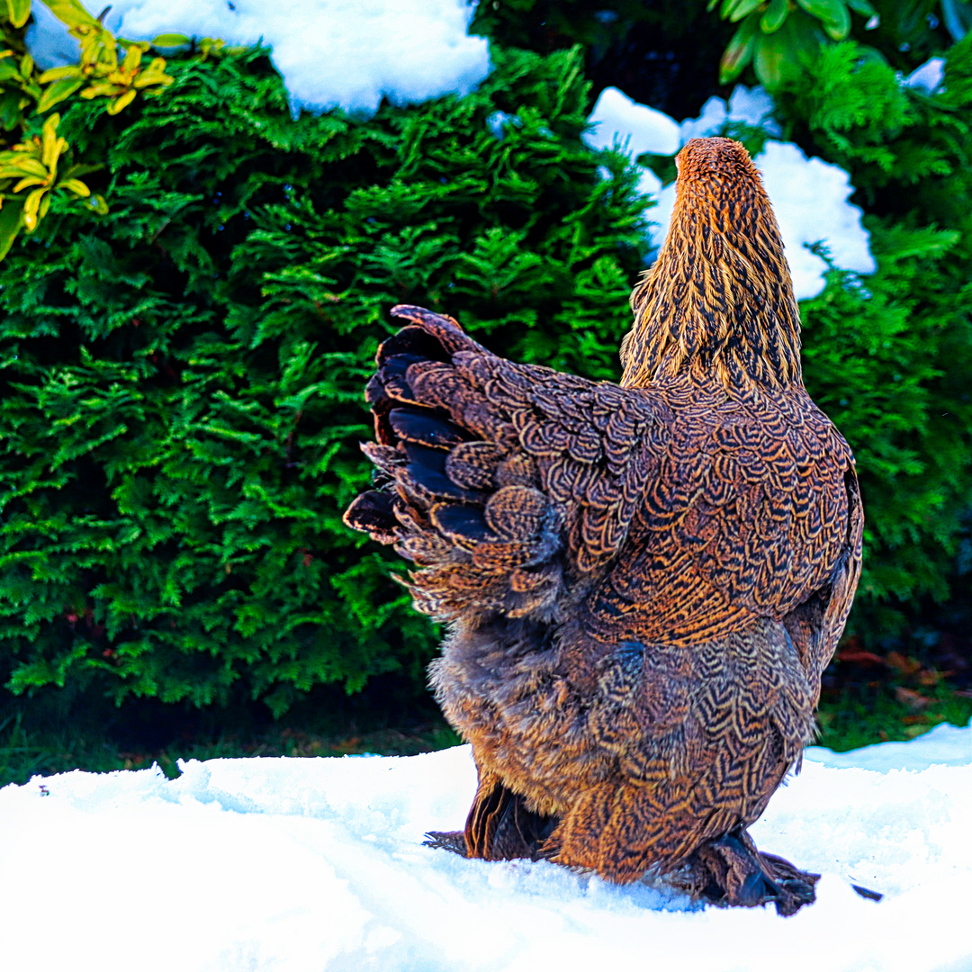 Huhn im Schnee