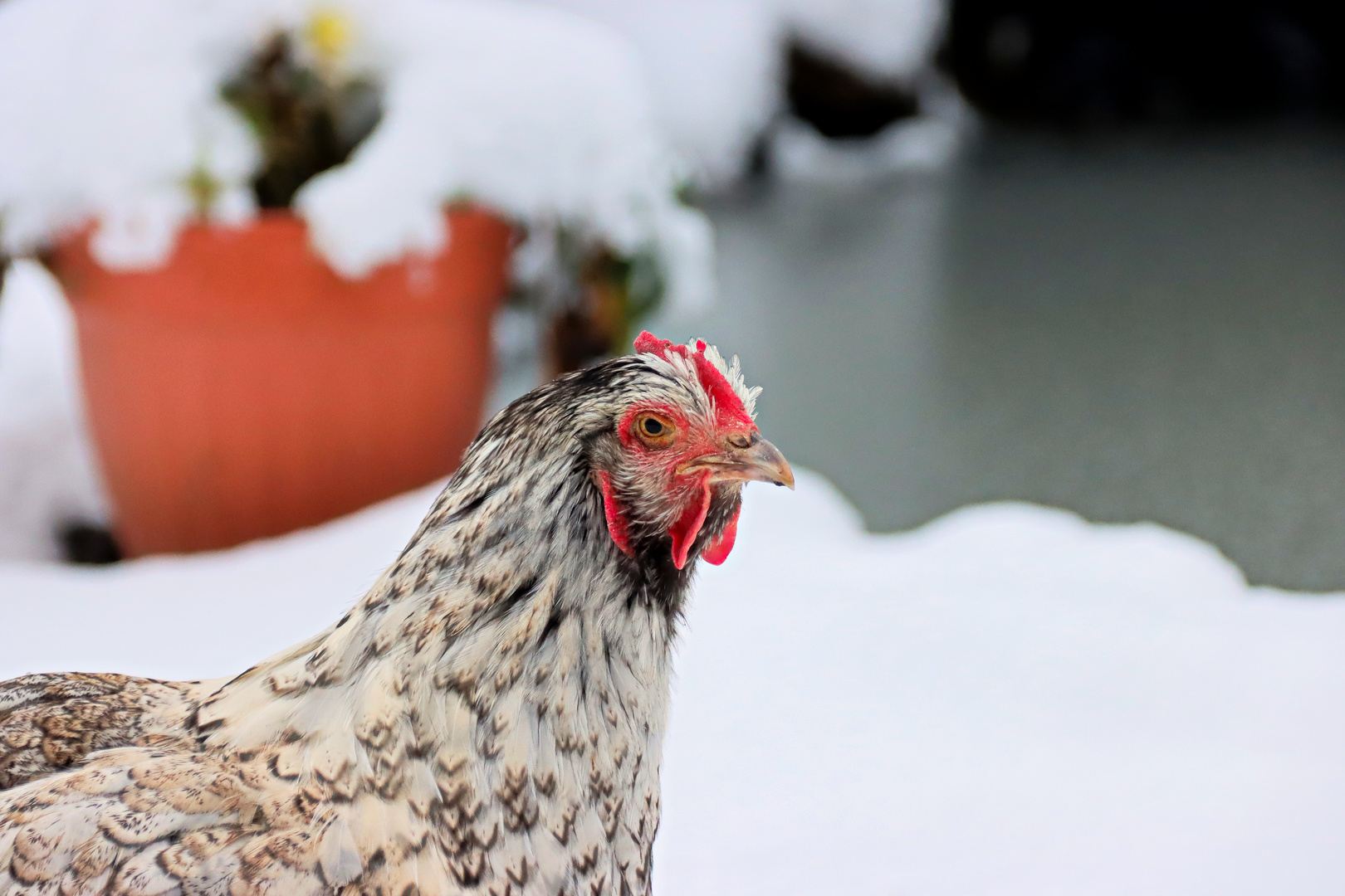 Huhn im Schnee 