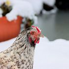 Huhn im Schnee 