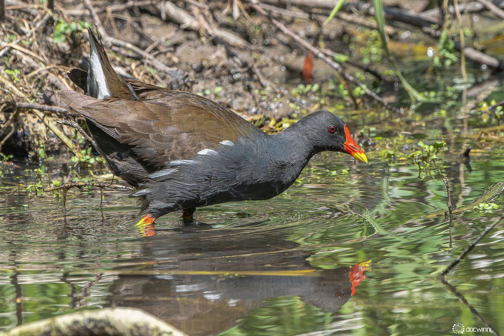 Huhn im Teich