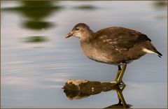 Huhn im Teich = Teichhuhn