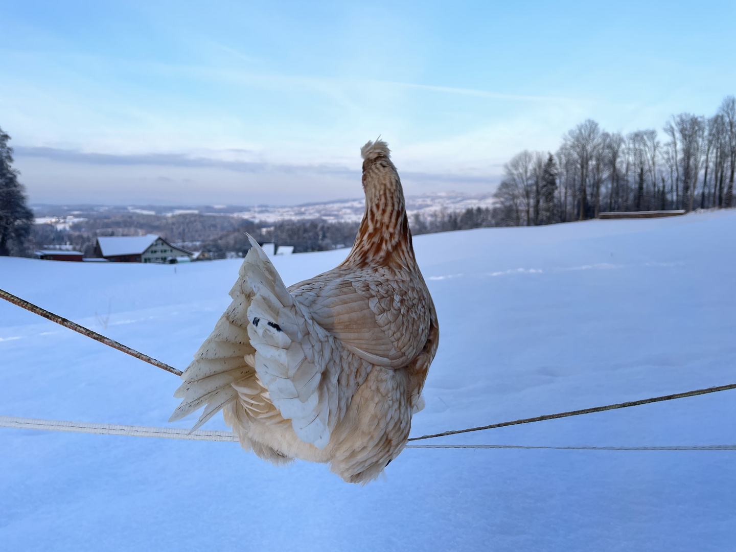 Huhn mit Fernblick