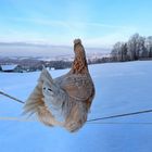 Huhn mit Fernblick