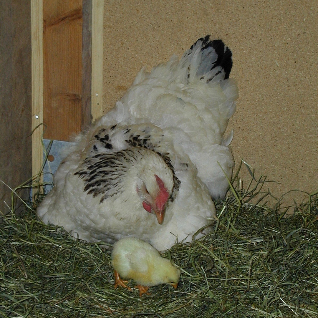 Huhn mit Küken     Festplattenfund von 2002 