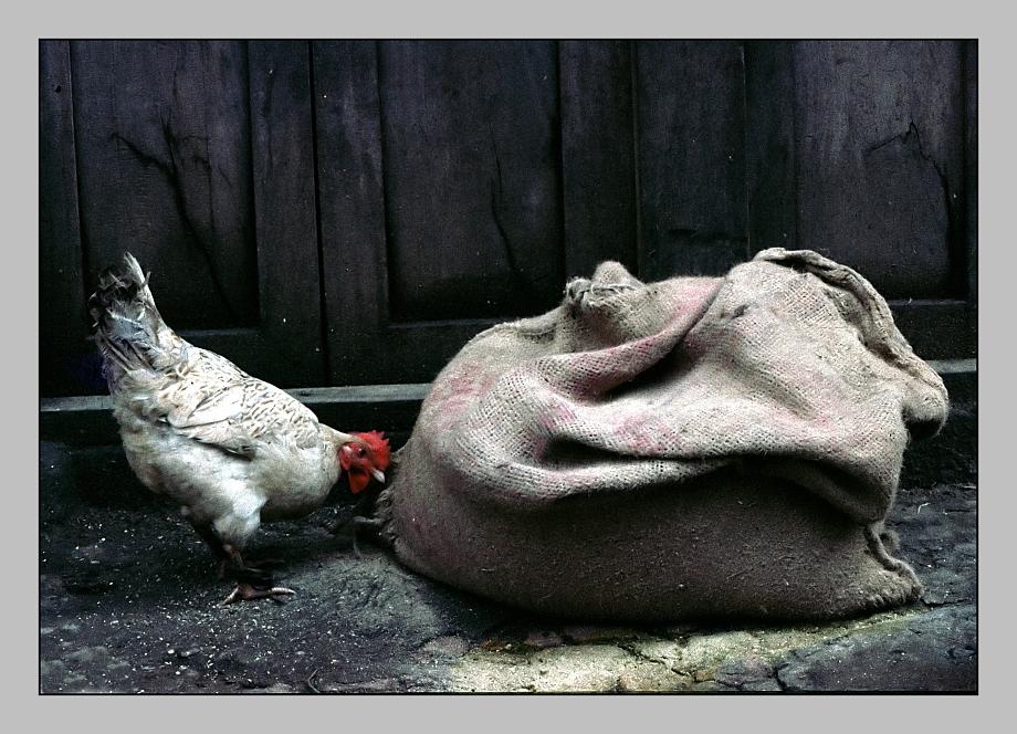 Huhn mit Sack und Körnern