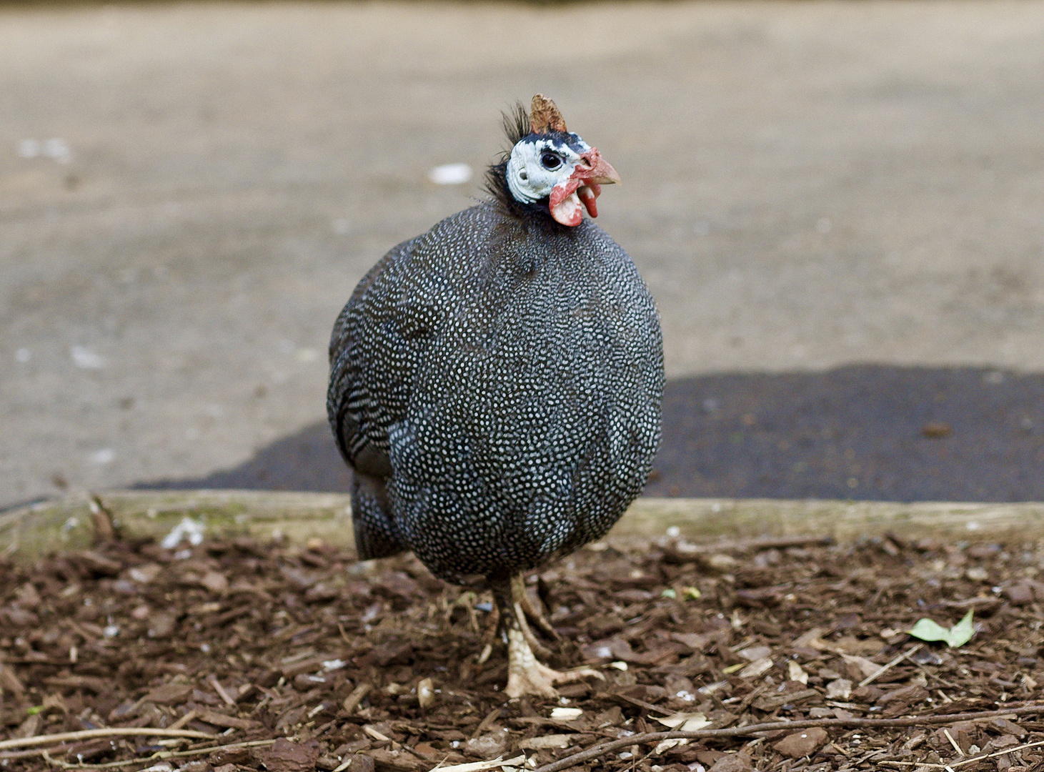 Huhn oder Vogel