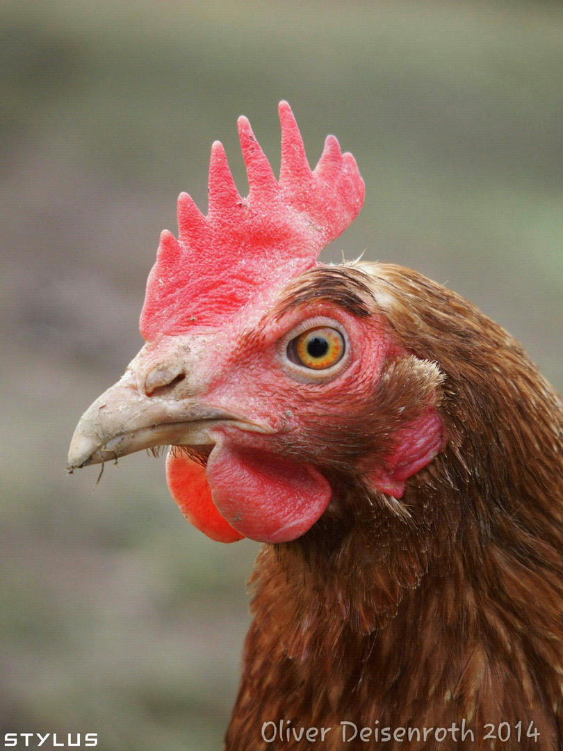 Huhn-Portrait