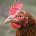 Huhn-Portrait