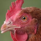 Huhn Portrait